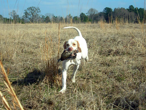 Lillie retrieving